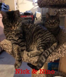 Nino adopted 032518