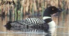 Common Loon