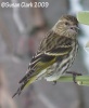 Pine Siskin 