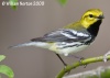 Black-throated Green Warbler 