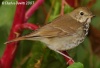Hermit Thrush 