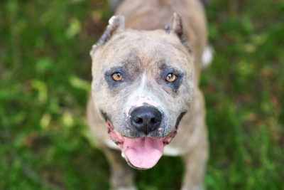 July Adoption Event