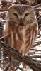 Northern Saw-whet Owl 