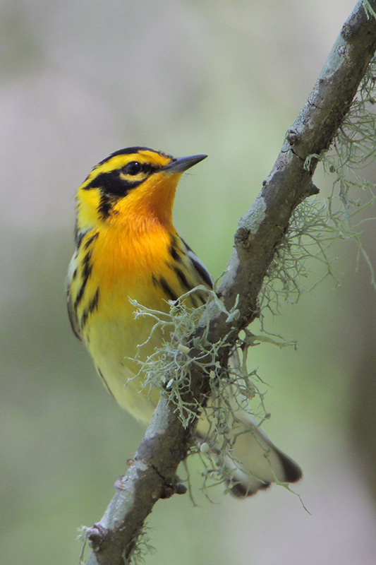 Lights Out and More: Ways Cities Can Support Birds and Benefit Communities