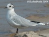 Little Gull