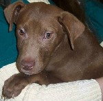 Ready To Adopt?