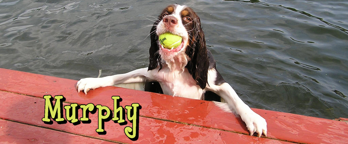 Murphy, the Goofy Dog