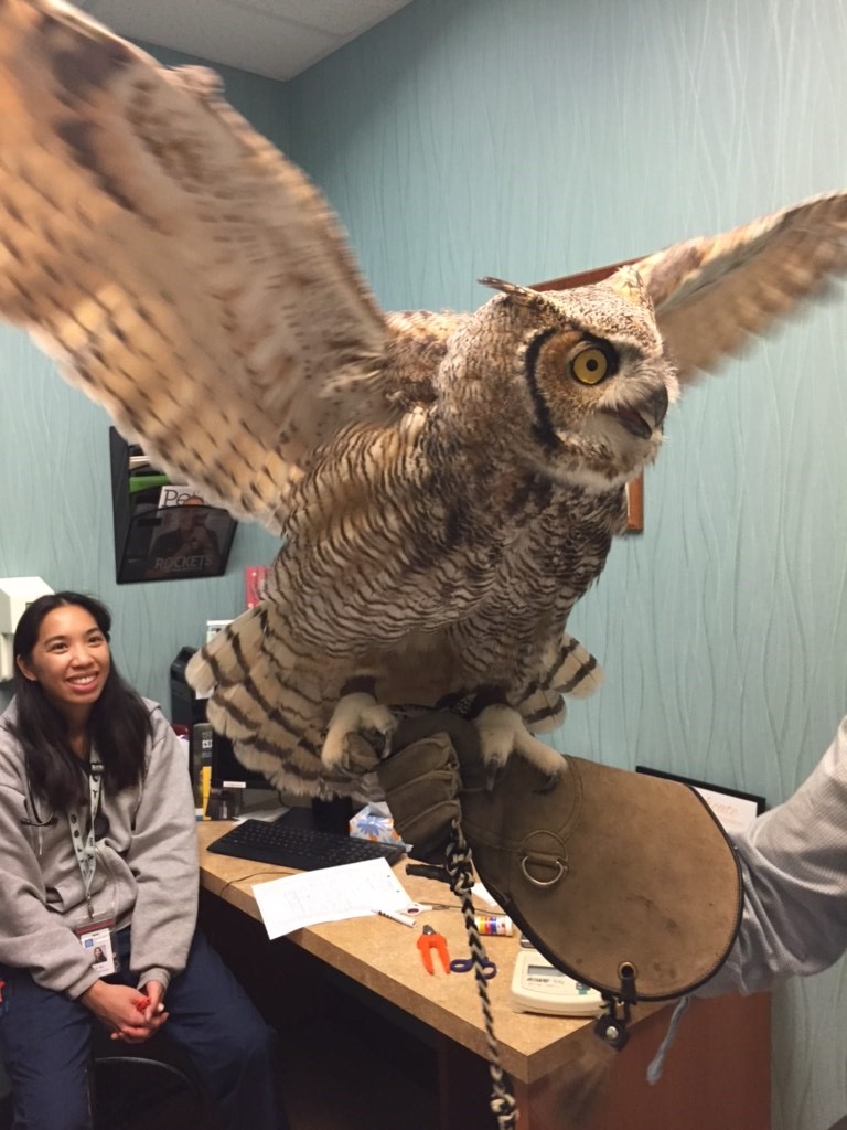 Great Horned Owl