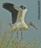 Wood Stork
