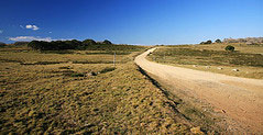 Wing Upon the Prairie