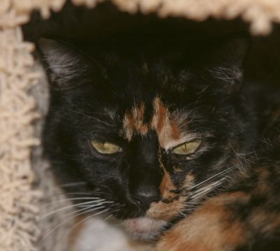 Lily Pearl - Cat of the Week