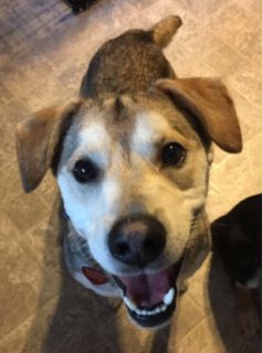 Peter Parker - ADOPTED
