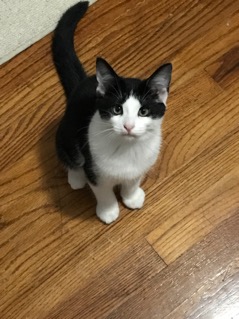 Cadbury adopted 032518
