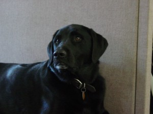 Our Staff