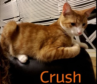 Crush adopted 031818