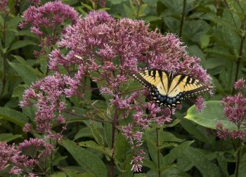 The Adkins Arboretum Native