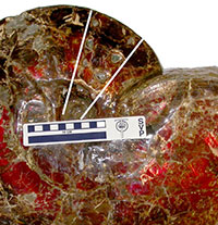 BITE MARKS ON AN AMMONITE; RE-EVALUATION OF THE LIMPET HOME MARKS VS MOSASAUR PREDATION AND PRESERVATION OF AN ABORTED ATTACK?