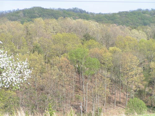 A View From Hope Hill In The Spring