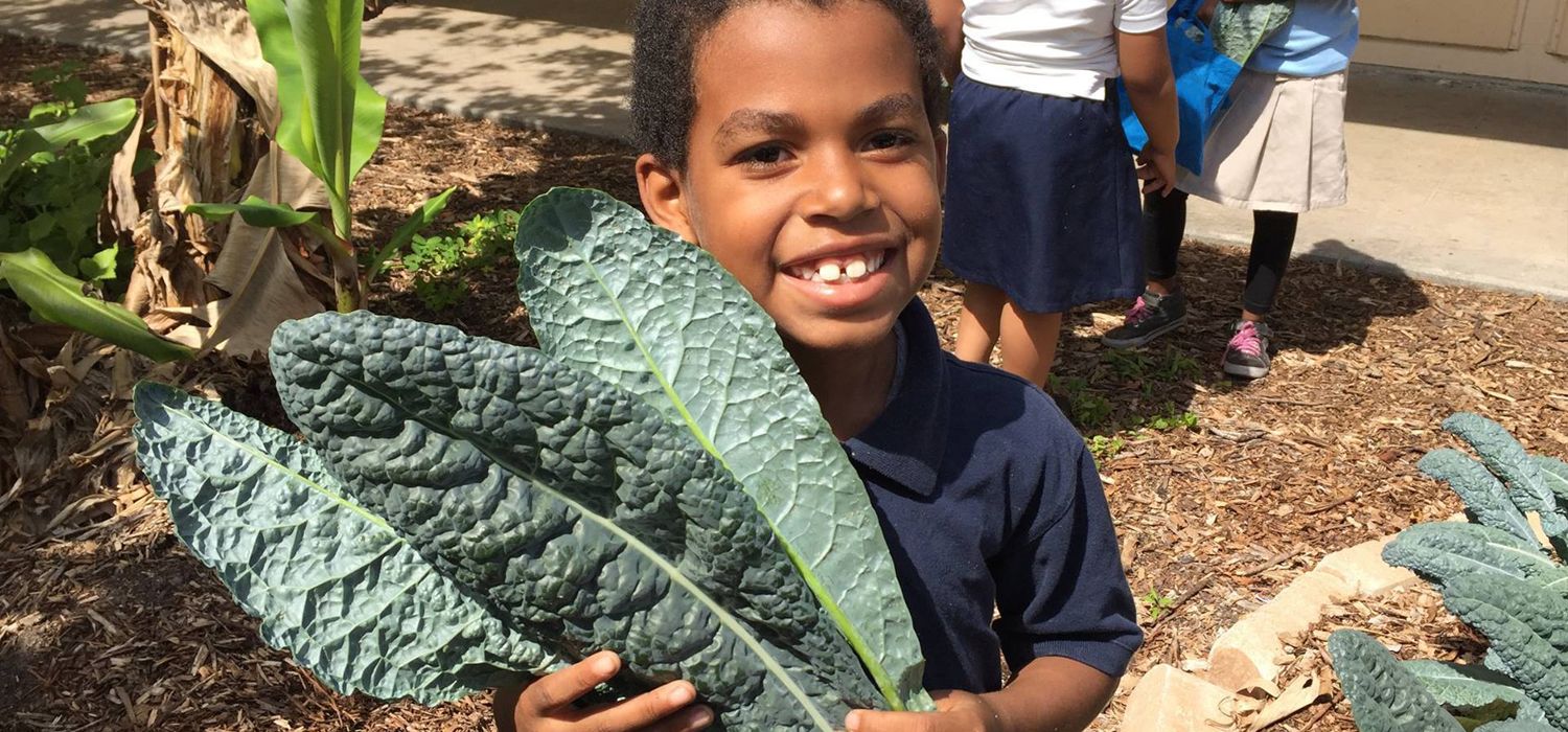 Food Forests for Schools