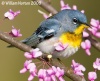 Northern Parula 
