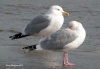 Herring Gull
