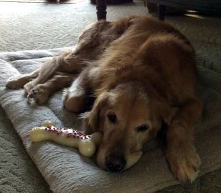 Giovanni - ADOPTED