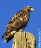 Red-tailed Hawk