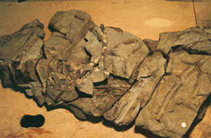 DECAPOD MATERIAL ASSOCIATED WITH ICHTHYOSAUR REMAINS FROM THE SUNDANCE FORMATION OF NATRONA COUNTY, WYOMING