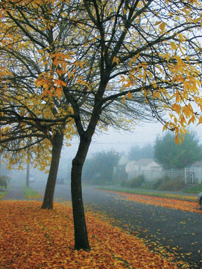 tree