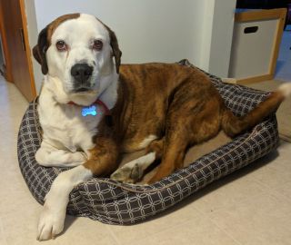 Juno - ADOPTED