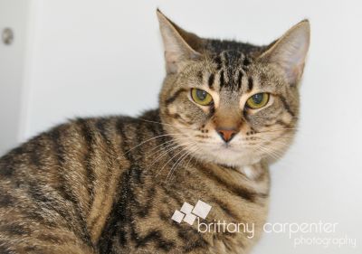 Cat of the Week