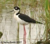 Black-necked Stilt