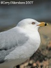 Ring-billed Gull