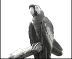 http://cdn.firespring.com/images/a/4/e/f/d/a98ba02f-4341-ed9b-ff32-dbc087239287.gif
