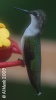 Ruby-throated Hummingbird 