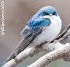 Tree Swallow 