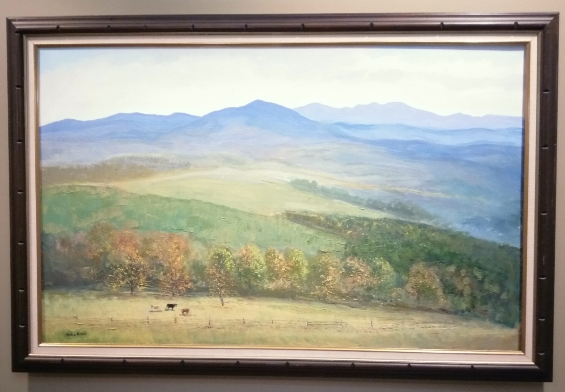 Grandfather Mountain with Cows in the Foreground