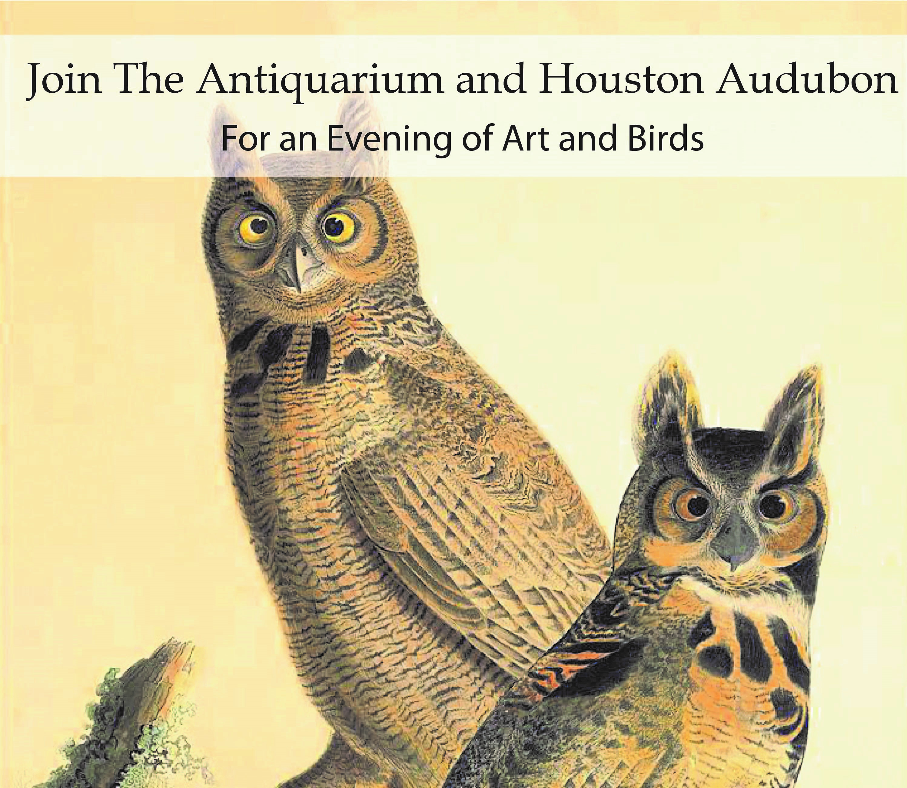 An Evening of Art and Birds