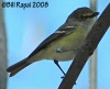 White-eyed Vireo 