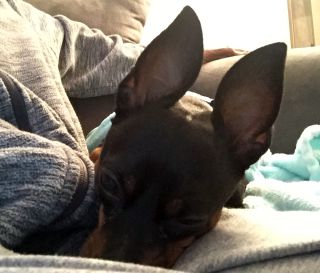 Chip - ADOPTED