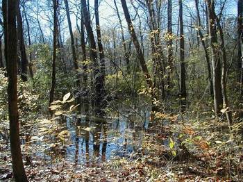 Adkins Arboretum Awarded Support for Underground Railroad Interpretation