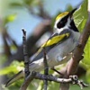 Golden-winged Warbler 