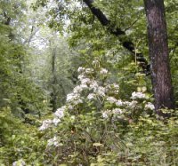 Does the Arboretum sell plants?