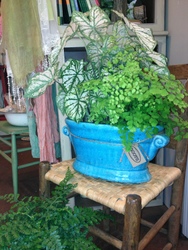 SUPER PLANT SALE!