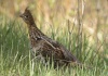 Ruffed Grouse
