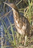 American Bittern