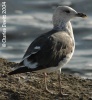 Lesser Black-backed Gull
