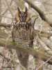 Long-eared Owl 