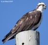 Osprey