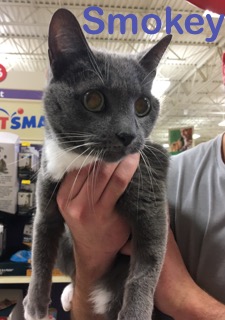 Smokey adopted feb 2018
